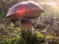 Znalazł borowika giganta. Leśnicy pokazali niezwykły okaz