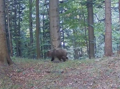 Niedźwiedź uchwycony w Roztoce Wielkiej! Leśnicy pokazali nagranie z Beskidu Sądeckiego