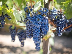 Konopie, tytoń, mak i wino. Tak zmienia się polskie rolnictwo