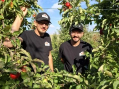 Nie weszli do supermarketów. Bracia Celmerowie znaleźli inne drogi sprzedaży jabłek