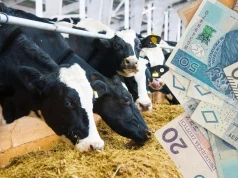 Ceny mleka w proszku rosną, ale rolnicy mogą dostać mniej za mleko. Co się dzieje na rynku?