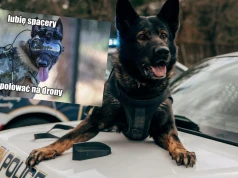 Firma Warhound będzie pracować nad nową, sprawniejszą i silniejszą generacją psów dla wojska i służb