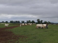 W paszy znajdowali kawałki metalu. Stracili już 50 krów. Potem ktoś zaatakował ich konie