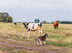 Tragedia na pastwisku. Osiem sztuk bydła celowo otrutych. Trwa śledztwo
