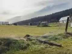 Tajny telefon przed wejściem służb do zoo. Policjantka z zarzutem poplecznictwa