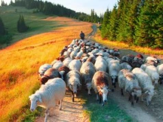 Owce na ulicach i muzyczna uczta. Jesienny redyk rodziny Hyrczyków w Czarnym Dunajcu