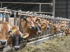3400 przypadków choroby u bydła i nadal rośnie. Służby alarmują: rośnie szara strefa