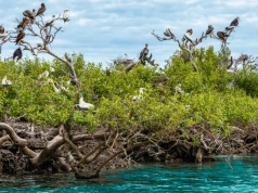 Od ptasiej kolonii do rafy koralowej. Tak składniki odżywcze wędrują przez ocean