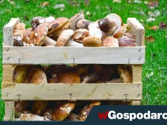 Przemysłowy biznes na grzybobraniu