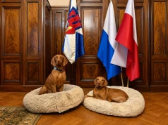 Prezydentura prezydenturą, ale spacer musi być. Gaja i Mokka odwiedziły Gibałę w pracy