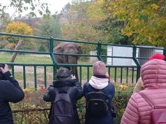 Setki gdańszczan pożegnało Wiki. Słonica opuszcza ZOO