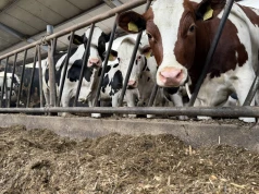 Zastępuje drogą soję w żywieniu bydła. Hodowcy masowo przechodzą na tę tanią alternatywę