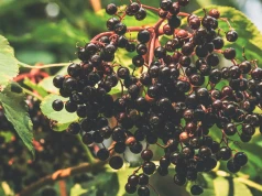 Oto "naturalny Ozempic". Badanie ujawnia zaskakujące efekty