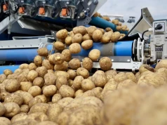 Zbiera 40 ton ziemniaków z hektara i zarabia przy 50 gr. Inny rolnik za tyle rezygnuje