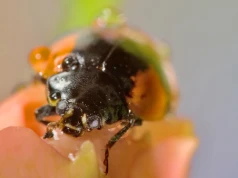 Jesienna plaga już się zaczęła. Całe roje wchodzą do domów i gryzą