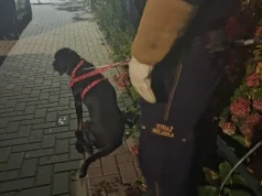 Agresywny pies na klatce schodowej przy ul. Żeromskiego. Interweniował Ekopatrol, jedna osoba poszkodowana