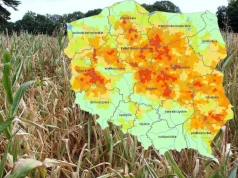 Susza zabiera rolnikom miliardy. Aż 1,5 mld zł strat można uniknąć. Co trzeba zmienić?