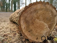 Ten gatunek drewna czyści komin i daje przepiękny płomień. Większość niesłusznie go omija