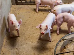Cios dla sektora świń. Dania zamraża budowę chlewni. Co dalej z importem wachlaków do Polski?