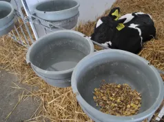 Cielę zjada 1,5 kg startera, a po odstawieniu mleka słabnie. Problem mógł zacząć się wcześniej