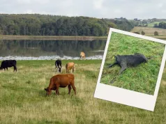 Wypędził 5 sztuk bydła na pastwisko. Po dwóch godzinach została tylko jedna