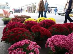 Zrób to, a chryzantemy wytrzymają nawet cztery tygodnie. Triki florystyczne na Wszystkich Świętych