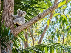 Australia tworzy gigantyczny park koali. 12 tysięcy zwierząt pod ochroną. Turyści zyskają nową atrakcję.