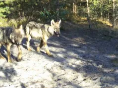 Bliskie spotkanie w lesie w Polsce. Przyrodnik pokazał wyjątkowe wideo