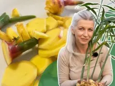 Zaczęła od jednej doniczki. Dziś ma pierwszą plantację imbiru w Polsce