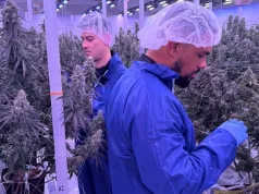 Brytyjski weteran rapu inwestuje w medyczną marihuanę. Snoop Dogg też wyłożył miliony