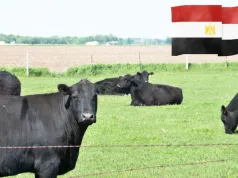 40 polskich zakładów mięsnych dostało zielone światło od Egiptu. Czy rolnicy zarobią więcej?