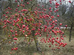Nie czekaj do wiosny z ochroną drzew owocowych. Jesienią wykonaj jeden ważny zabieg