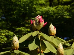 Pół wiadra pod rododendrona. Nie straci pąków cenniejszych niż złoto