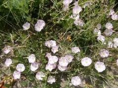 Powój polny. Piękny chwast, który może być niebezpieczny