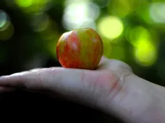 Od pola do stołu? Nie tak łatwo o produkt prosto od rolnika
