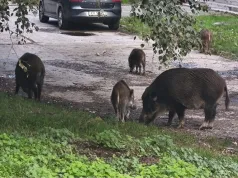 CO, KOMU ZAWINIŁA DZIKA ZWIERZYNA?