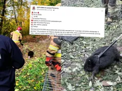 Krzemień Pierwszy: strażacy wezwani do "czarnego człowieka w piwnicy" odkryli, że to bóbr