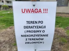 Kraków walczy ze szczurami