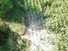 Nie ich pole, nie ich plony. Wjeżdżają w uprawy, a rolnicy liczą straty