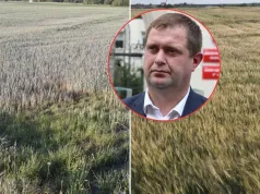 Z 70 hektarów zebrał zaledwie 90 ton kukurydzy. Ale największe zaskoczenie przyszło dopiero po żniwach