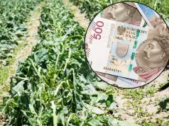 Rolnicy złożyli już 5400 wniosków. ARiMR płaci nawet 3000 zł/ha. Kto się załapie?