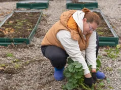 Z 120 do 800 zł za działkę. Działkowcy mogą nie udźwignąć opłat