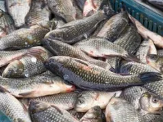 Ile zapłacimy w tym roku za karpia na Wigilię? Znamy pierwsze ceny, będzie drożej