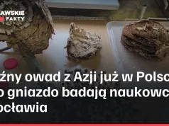 Groźny owad z Azji już w Polsce. Jego gniazdo badają naukowcy z Wrocławia