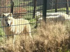 ZOO Łączna po konferencji Nowaczyka. Powrót zwierząt, zagrożone zezwolenie i doniesienia o kolejnym zatrzymaniu