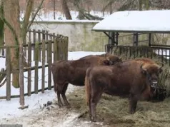 Nie było ich tysiąc lat. Żubry wracają do Szwajcarii