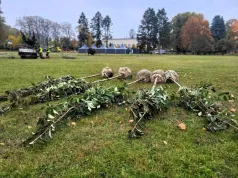 Kraków sadzi nowe drzewa. W tych parkach pojawią się dziesiątki nowych nasadzeń