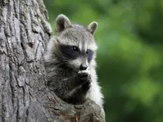Szopy pracze plądrują gniazda i budki dla ptaków. Niepokojące odkrycie