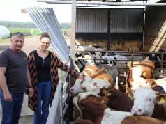 Przestał codziennie mieszać paszę. Teraz opasy osiągają nawet 800 kg, a on chce mieć ich więcej