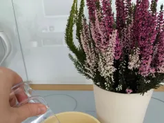 Kroję w kostkę i robię domową odżywkę. Wrzosy kwitną niemal do zimy